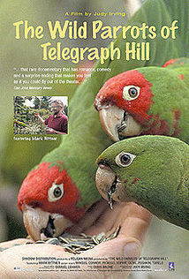Subtitrare The Wild Parrots of Telegraph Hill (2003)