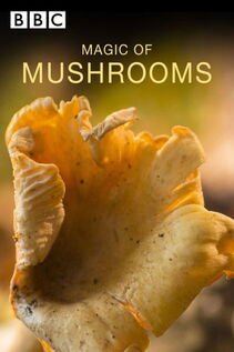 Subtitrare The Magic of Mushrooms (2014)