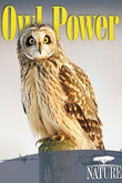 Subtitrare PBS - Owl Power (2015)